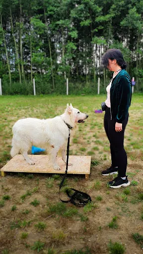 Odszczekane - Szkolenie psów - Behawiorysta - Hotel dla zwierząt